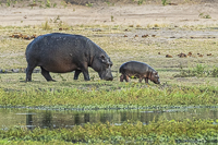 Africa-Chobe-Kruger-Capetown-South-Africa-Botswana