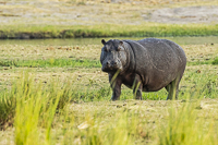 Africa-Chobe-Kruger-Capetown-South-Africa-Botswana