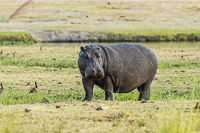 Africa-Chobe-Kruger-Capetown-South-Africa-Botswana