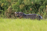 Africa-Chobe-Kruger-Capetown-South-Africa-Botswana