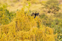 Africa-Chobe-Kruger-Capetown-South-Africa-Botswana