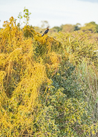 Africa-Chobe-Kruger-Capetown-South-Africa-Botswana