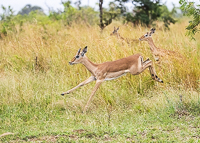 Africa-Chobe-Kruger-Capetown-South-Africa-Botswana