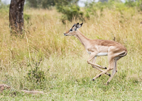 Africa-Chobe-Kruger-Capetown-South-Africa-Botswana