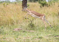 Africa-Chobe-Kruger-Capetown-South-Africa-Botswana