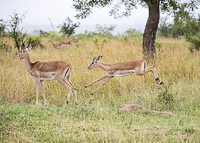 Africa-Chobe-Kruger-Capetown-South-Africa-Botswana