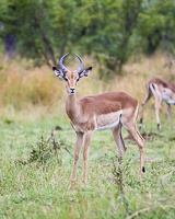 Africa-Chobe-Kruger-Capetown-South-Africa-Botswana