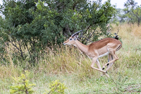 Africa-Chobe-Kruger-Capetown-South-Africa-Botswana