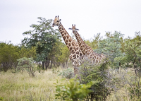 Africa-Chobe-Kruger-Capetown-South-Africa-Botswana