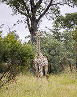 Africa-Chobe-Kruger-Capetown-South-Africa-Botswana