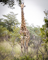 Africa-Chobe-Kruger-Capetown-South-Africa-Botswana