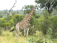 Africa-Chobe-Kruger-Capetown-South-Africa-Botswana