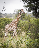 Africa-Chobe-Kruger-Capetown-South-Africa-Botswana