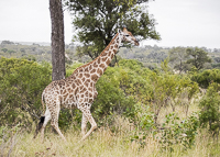 Africa-Chobe-Kruger-Capetown-South-Africa-Botswana