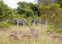 Africa-Chobe-Kruger-Capetown-South-Africa-Botswana