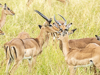 Africa-Chobe-Kruger-Capetown-South-Africa-Botswana