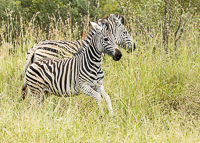 Africa-Chobe-Kruger-Capetown-South-Africa-Botswana