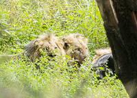 Africa-Chobe-Kruger-Capetown-South-Africa-Botswana