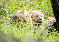 Africa-Chobe-Kruger-Capetown-South-Africa-Botswana