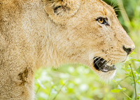 Africa-Chobe-Kruger-Capetown-South-Africa-Botswana