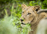 Africa-Chobe-Kruger-Capetown-South-Africa-Botswana