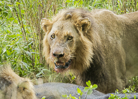 Africa-Chobe-Kruger-Capetown-South-Africa-Botswana