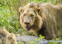 Africa-Chobe-Kruger-Capetown-South-Africa-Botswana