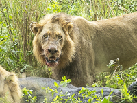 Africa-Chobe-Kruger-Capetown-South-Africa-Botswana