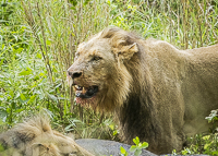 Africa-Chobe-Kruger-Capetown-South-Africa-Botswana